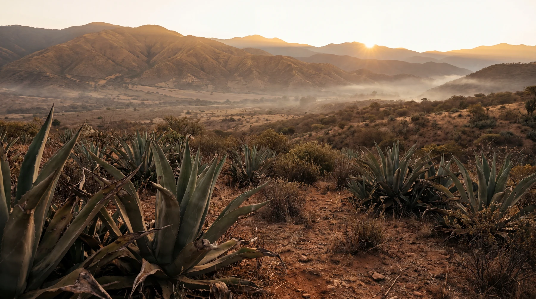 Oaxaca Sierra Sur agave landscape at golden hour